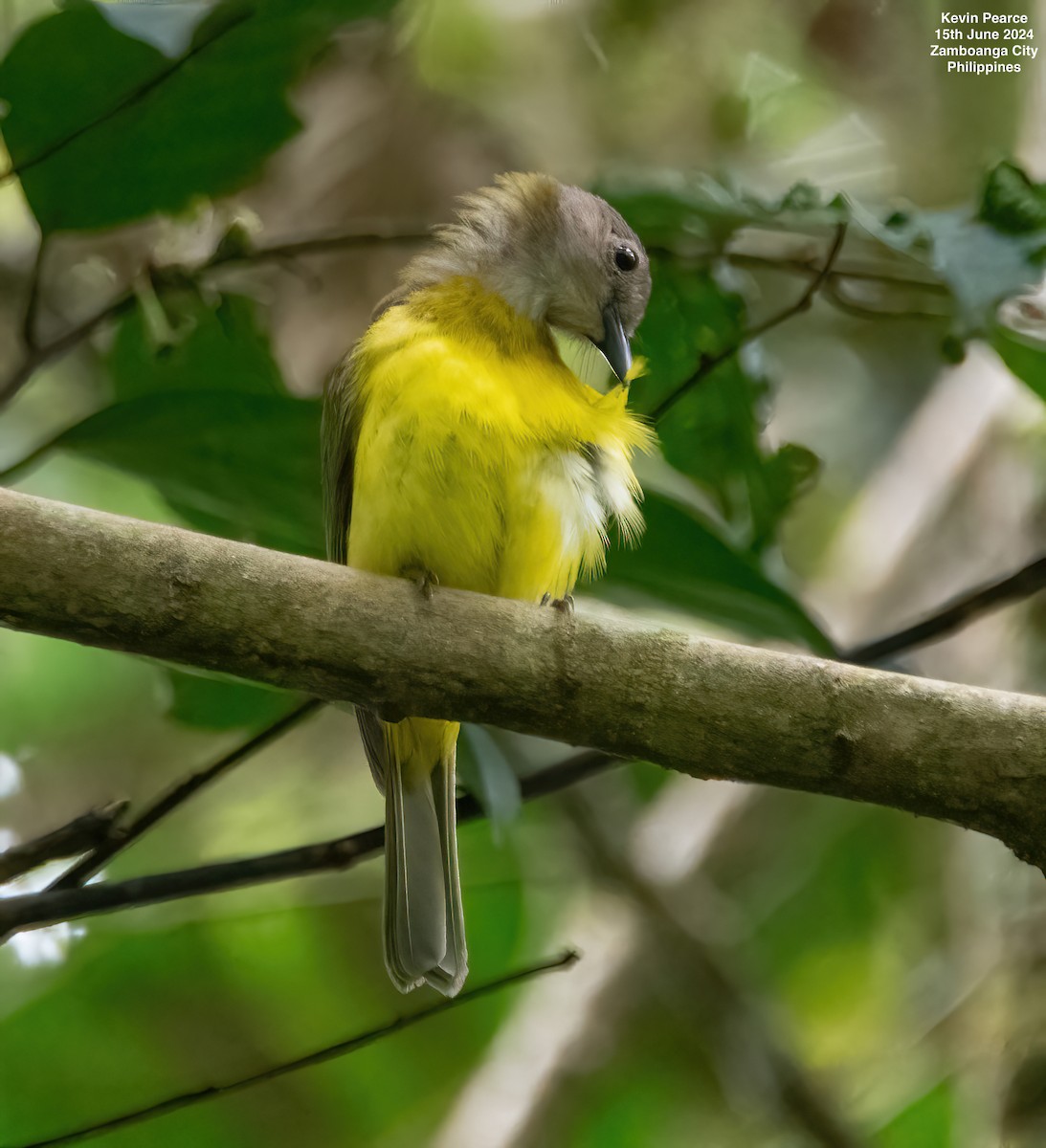 Yellow-bellied Whistler - ML620481904