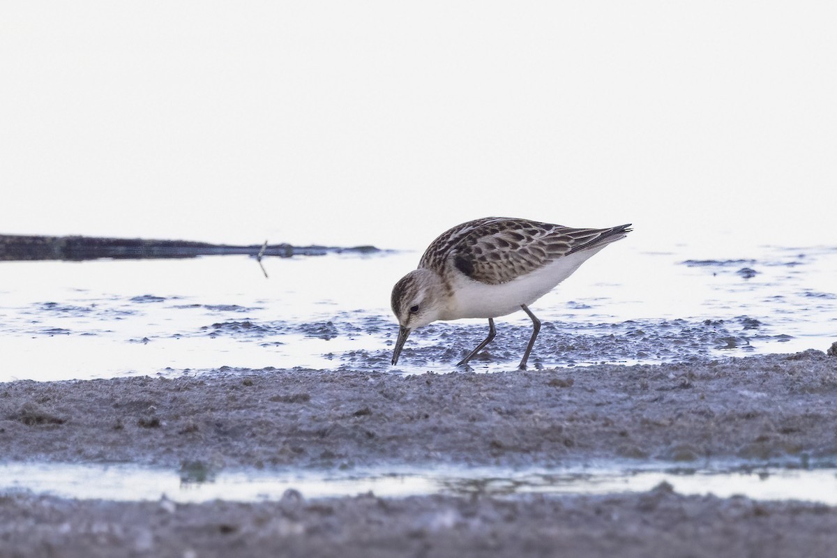 Sanderling - ML620481911