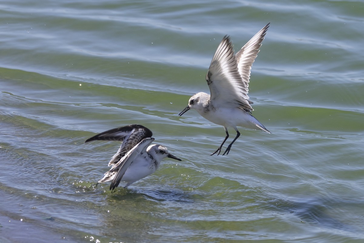 Sanderling - ML620481915