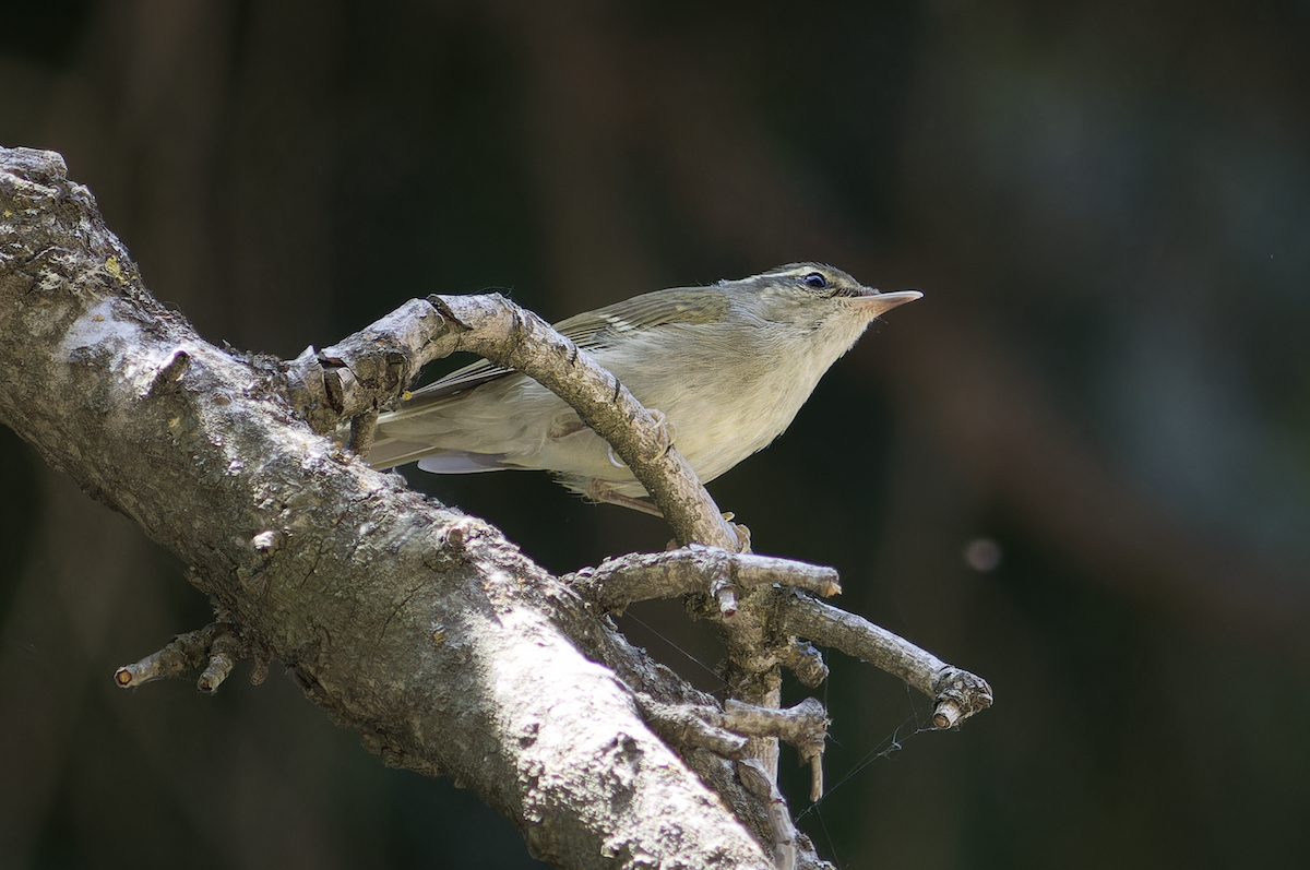 Large-billed Leaf Warbler - ML620481916