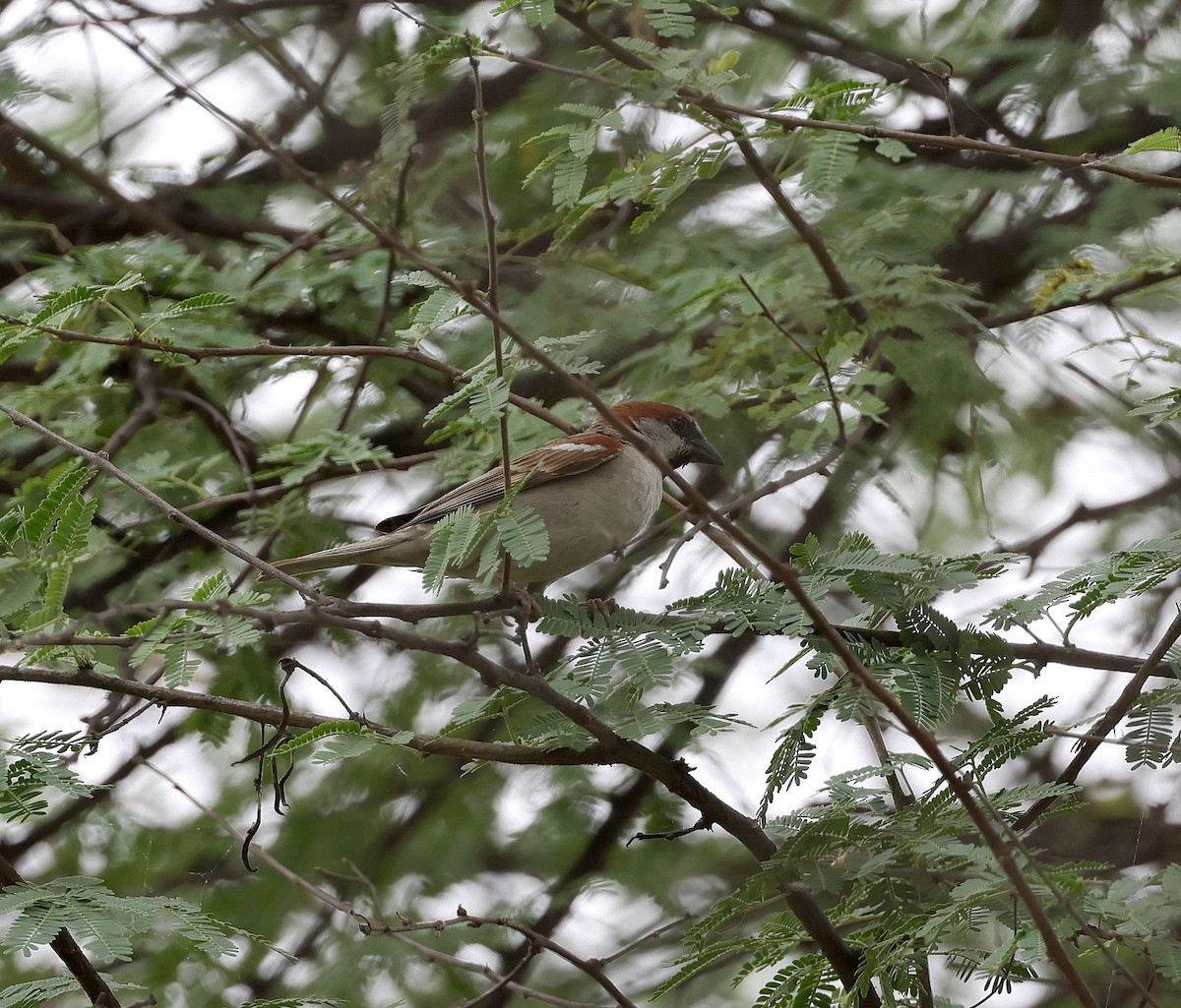 Moineau du Sind - ML620481922