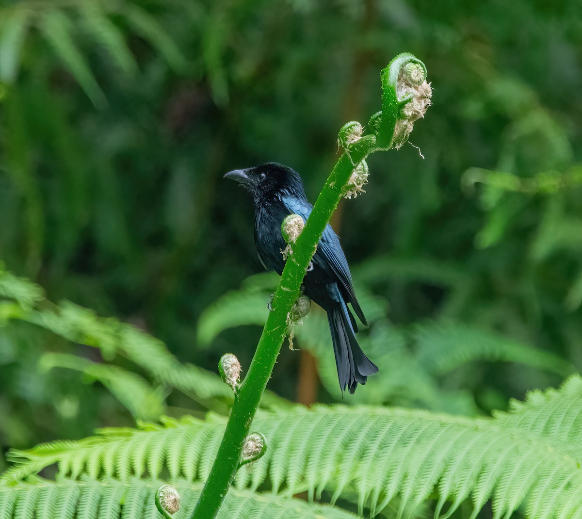 Short-tailed Drongo - ML620481925