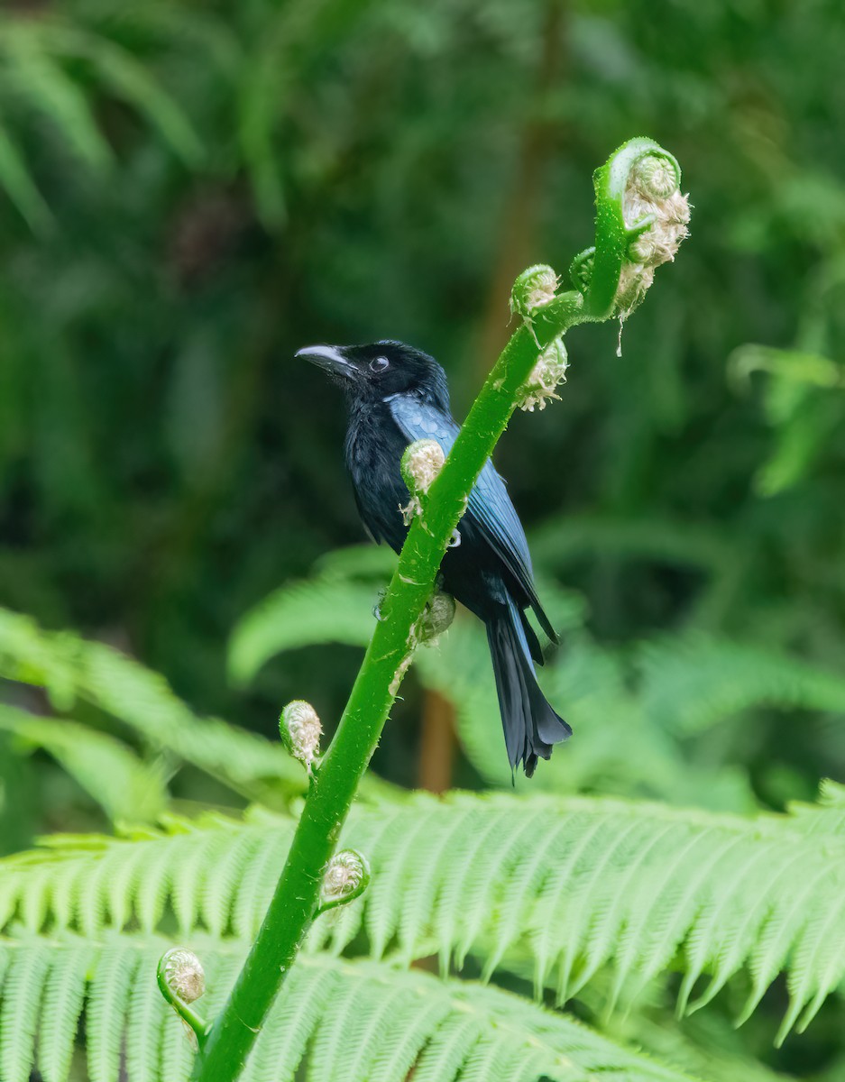 Short-tailed Drongo - ML620481926