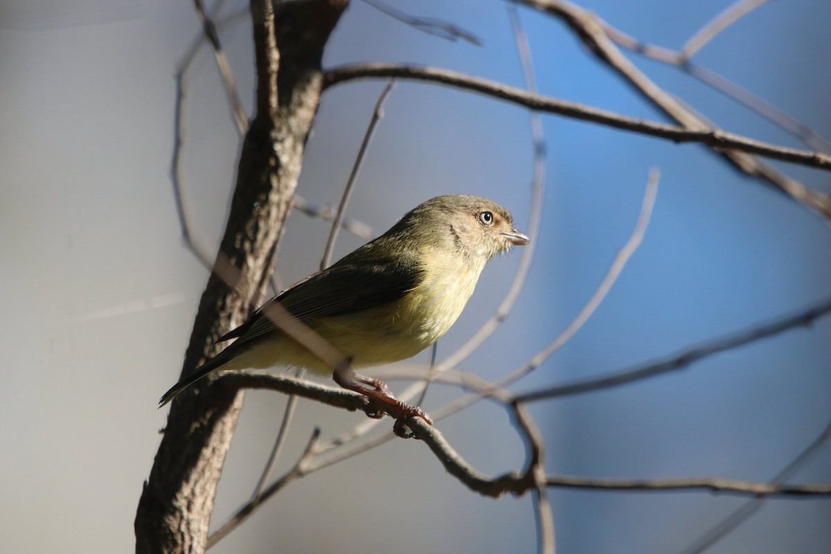 コバシムシクイ - ML620481929