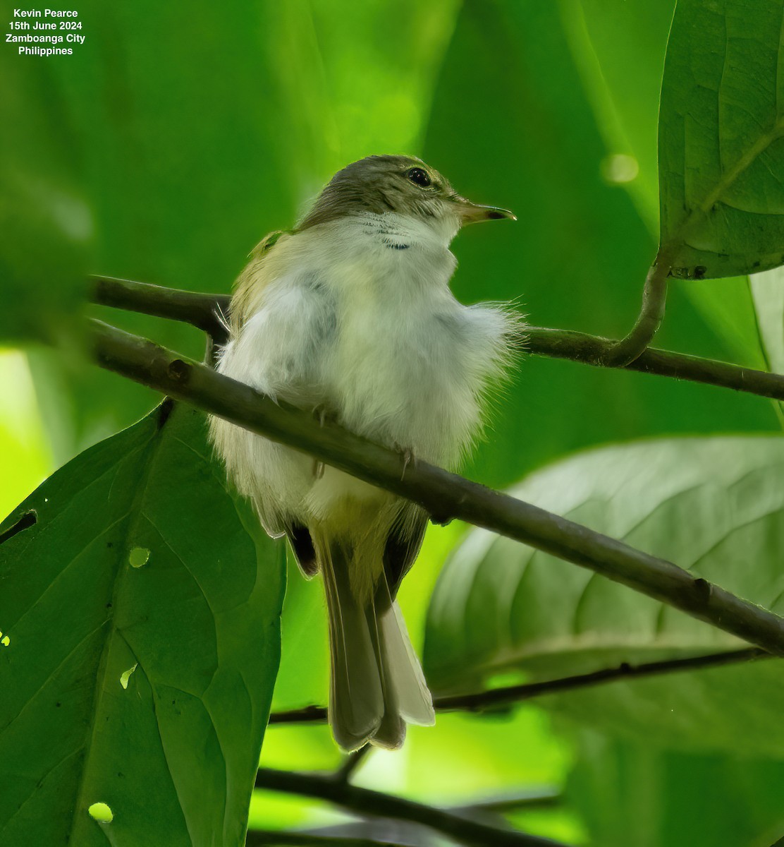 Philippine Leaf Warbler - ML620481935