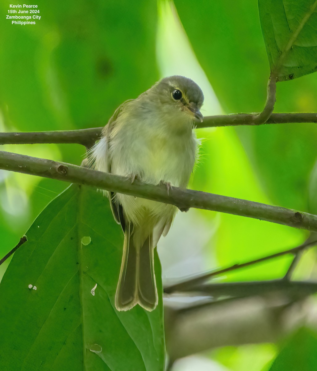 Philippine Leaf Warbler - ML620481938