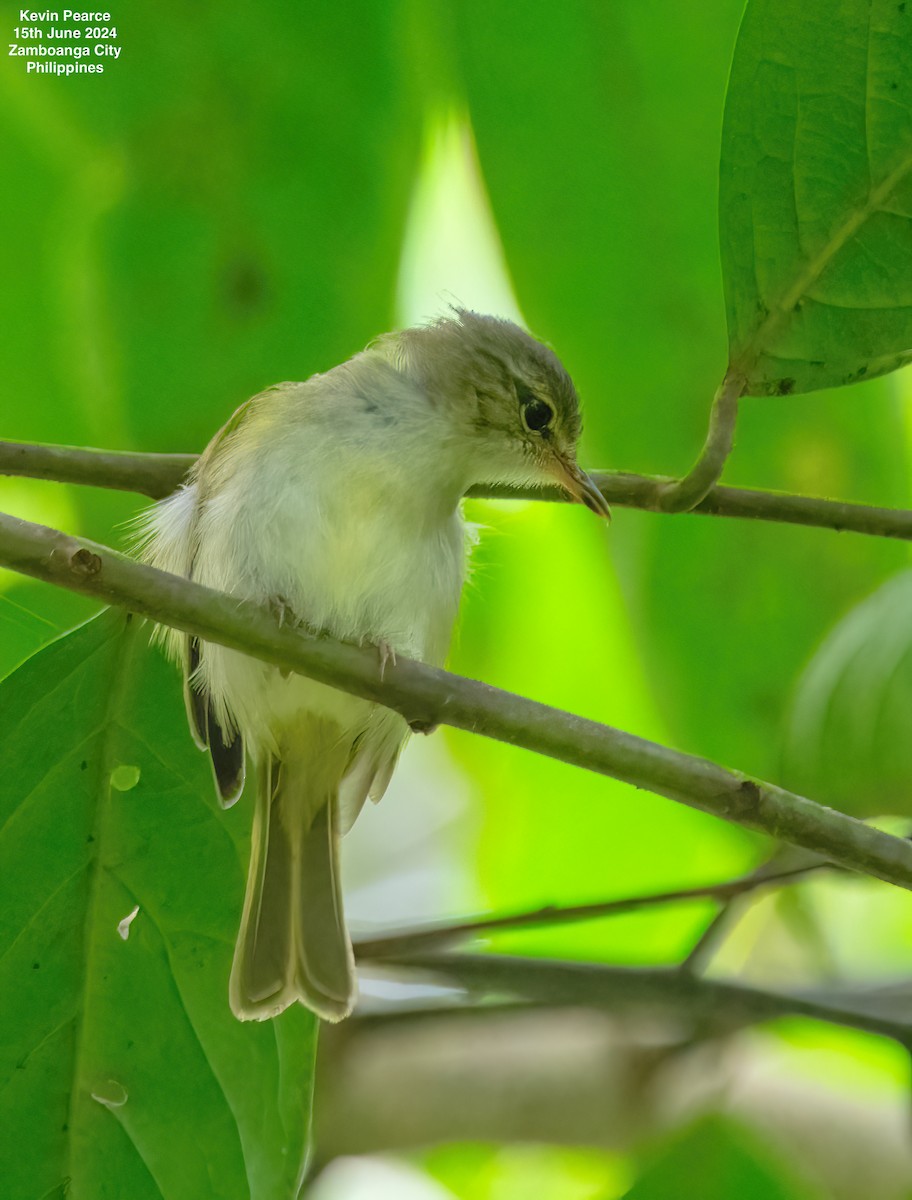 Philippine Leaf Warbler - ML620481942