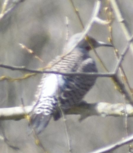 Northern Flicker (Red-shafted) - ML620481943