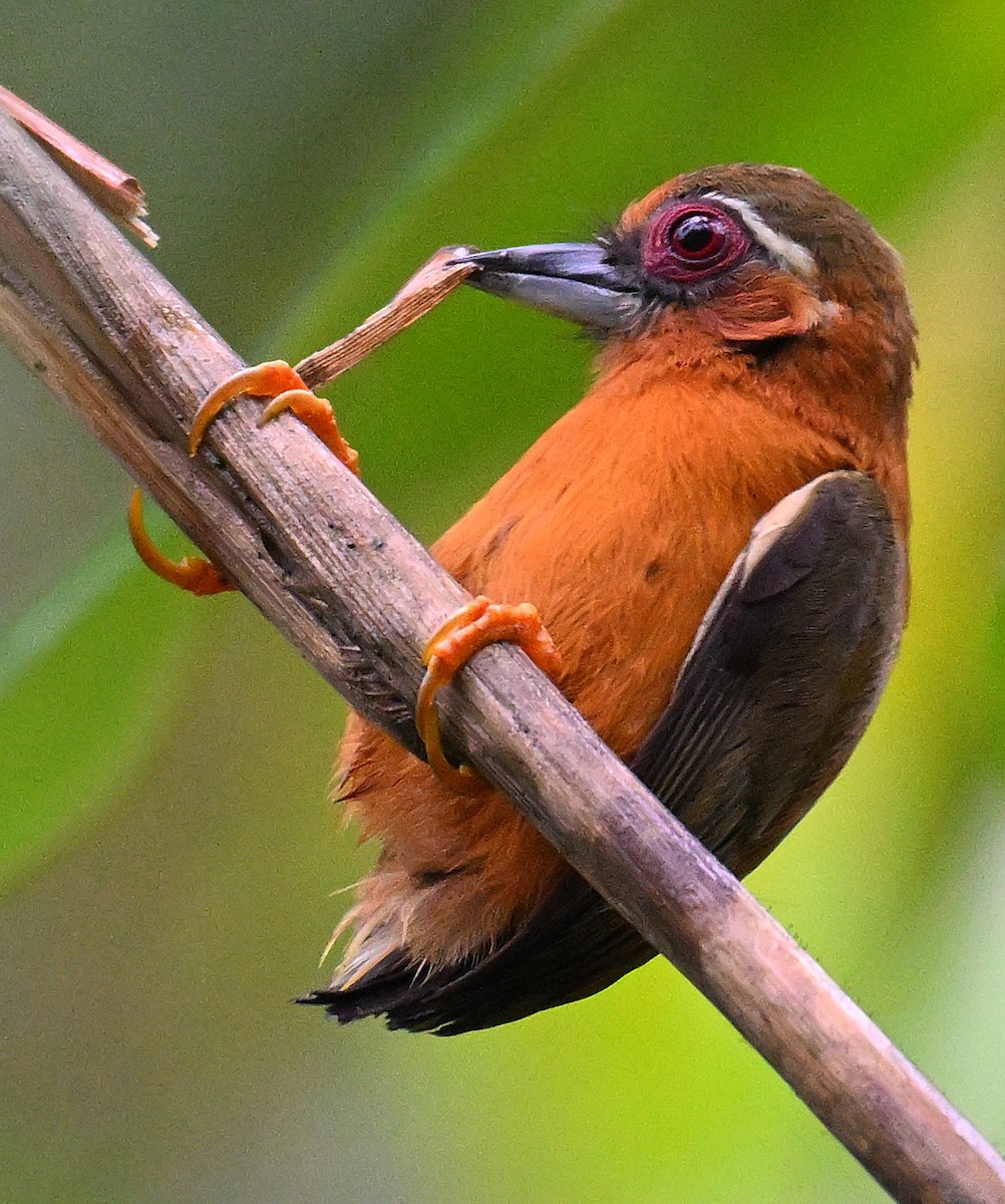 White-browed Piculet - MKBP Mahapatra