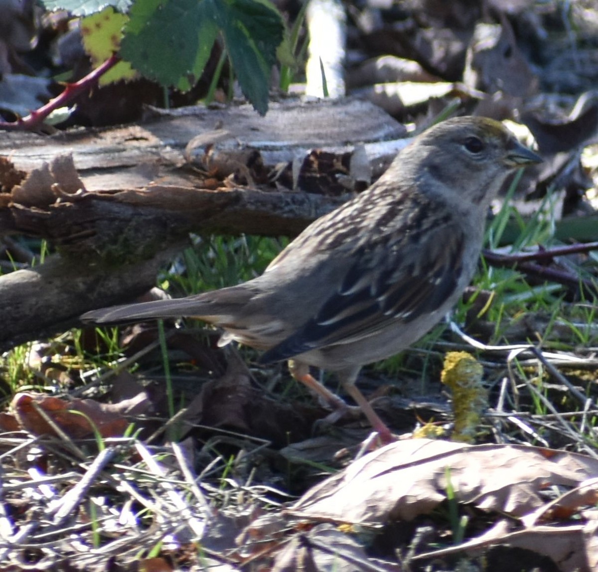 Golden-crowned Sparrow - ML620481952