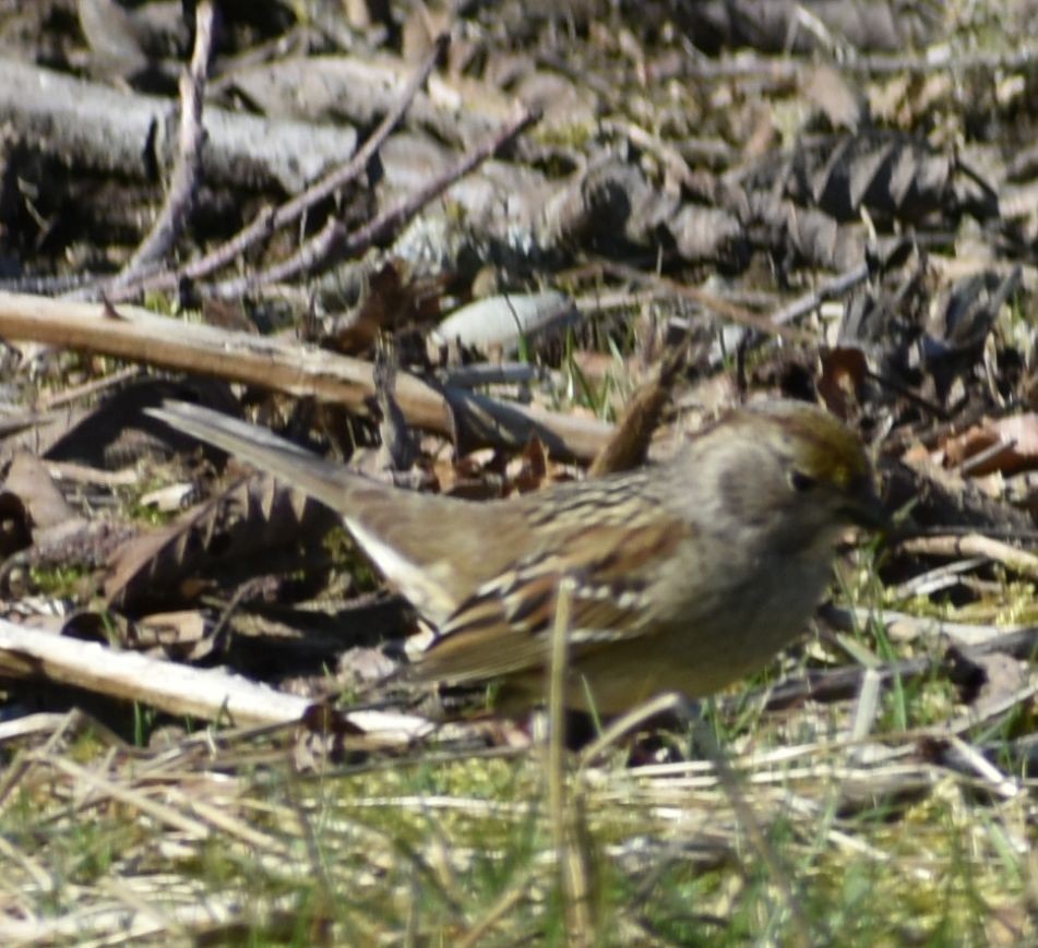 Golden-crowned Sparrow - ML620481953