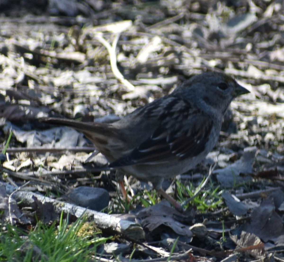 Golden-crowned Sparrow - ML620481954