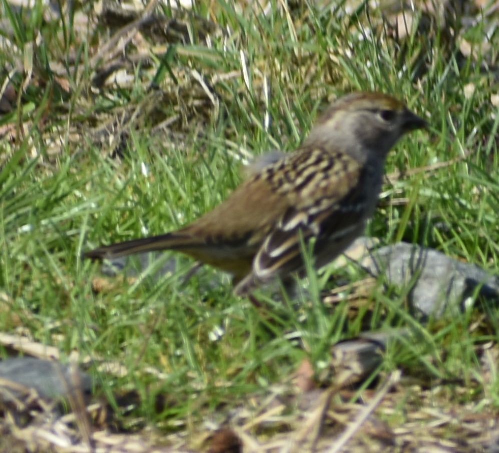 Golden-crowned Sparrow - ML620481956
