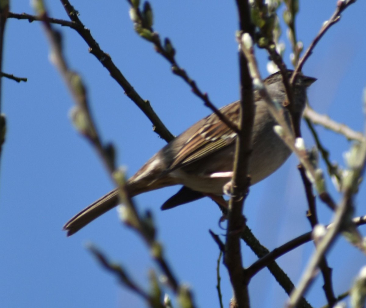 Golden-crowned Sparrow - ML620481958