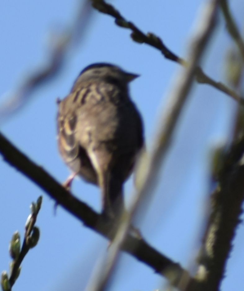 Golden-crowned Sparrow - ML620481959