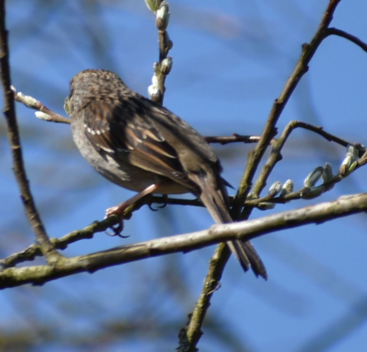 Golden-crowned Sparrow - ML620481960
