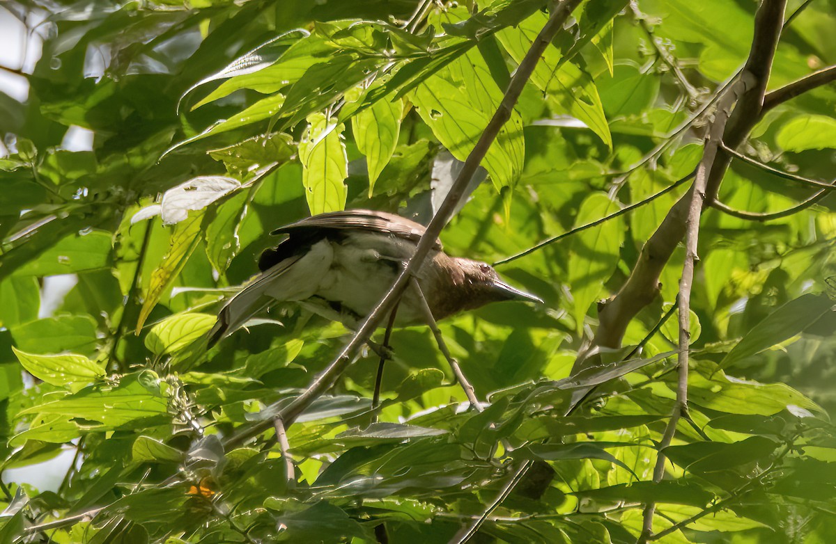 Zamboanga Bulbul - ML620481962