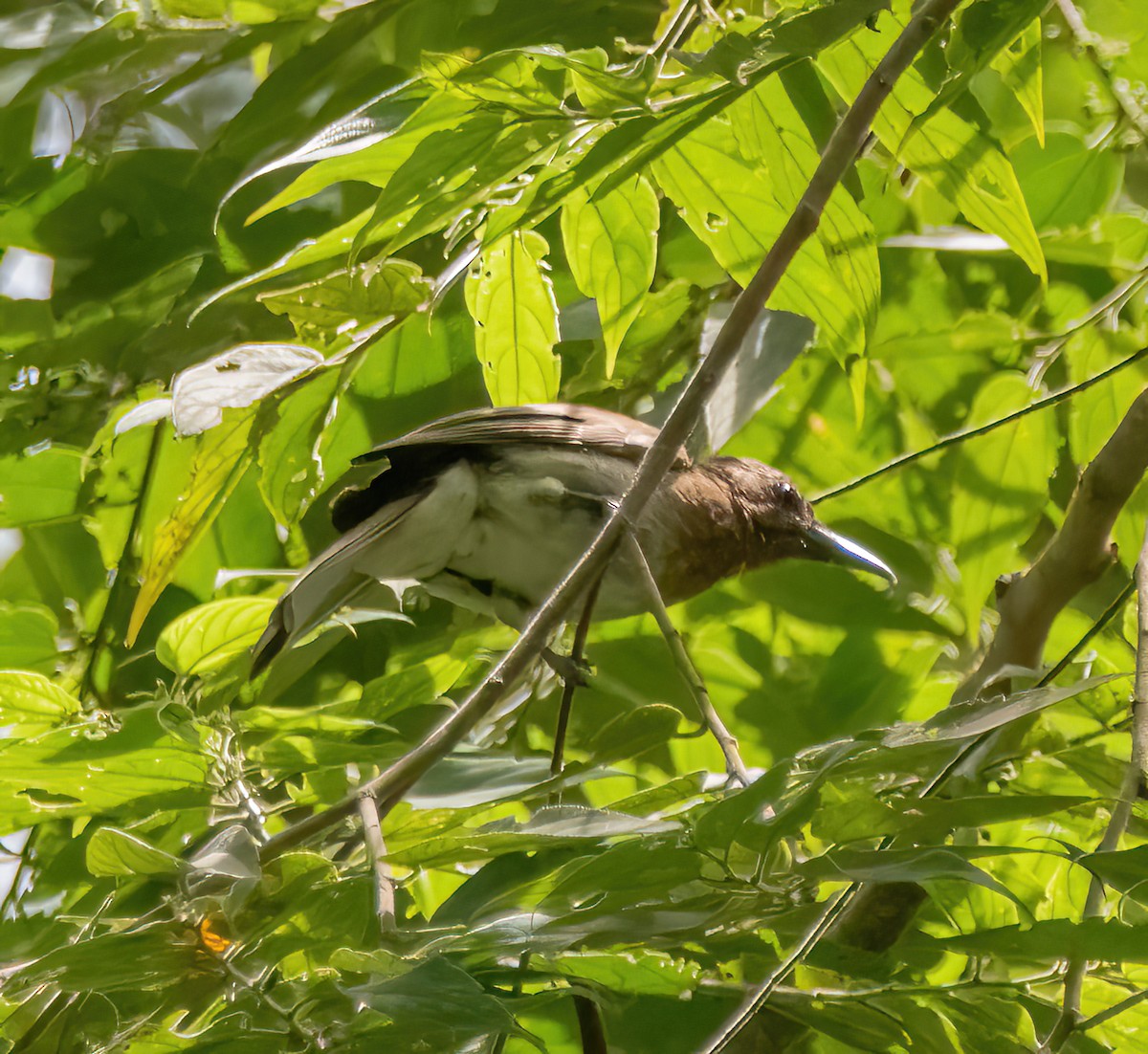 Zamboanga Bulbul - Kevin Pearce