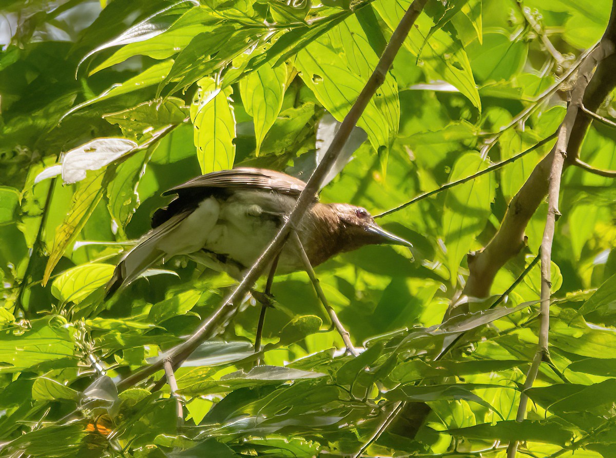 Bulbul Gorjirrufo - ML620481964