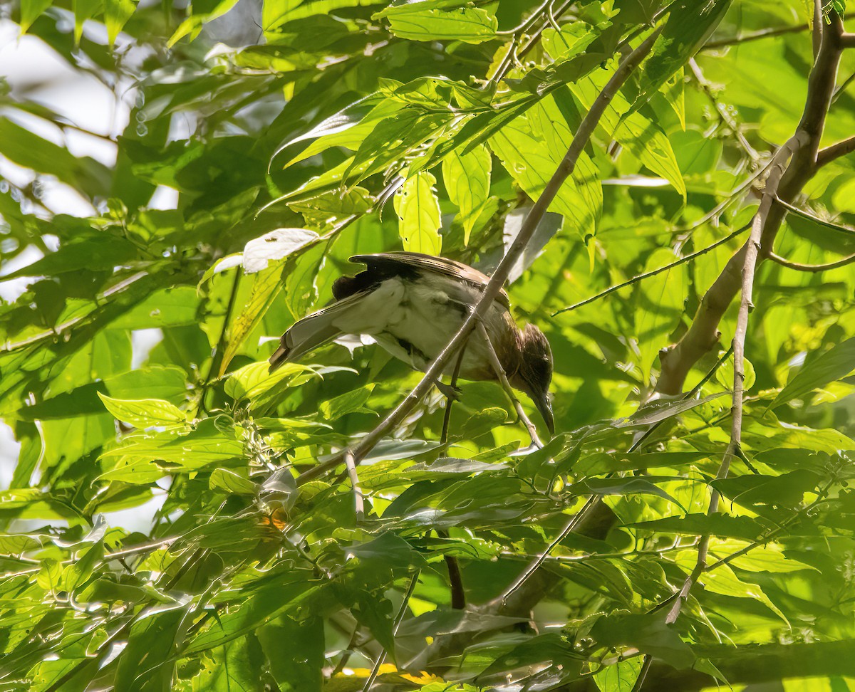 Bulbul à gorge rousse - ML620481966