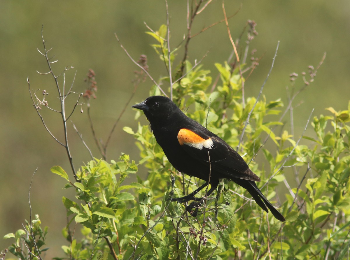 Red-winged Blackbird - ML620481967