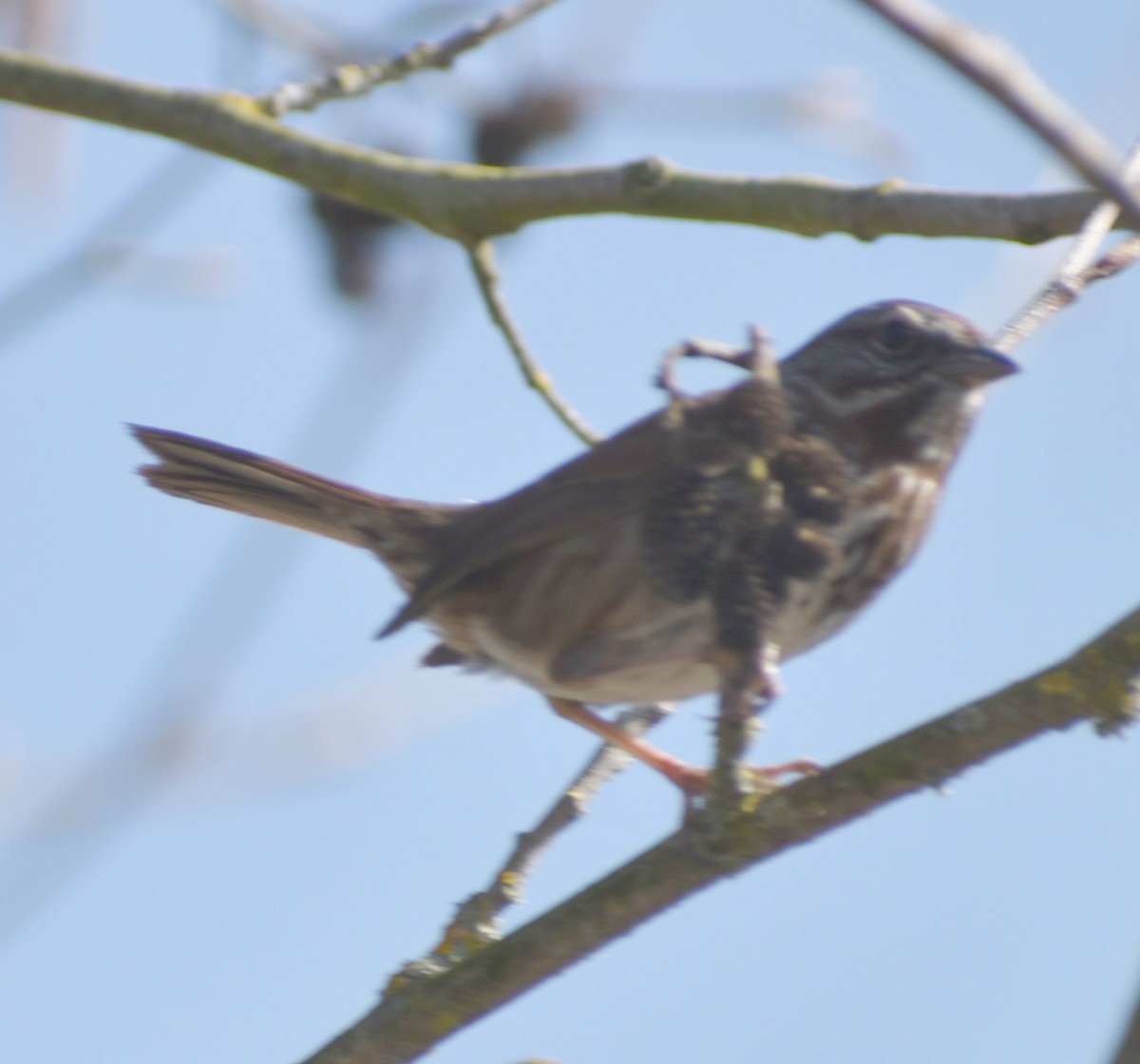 Song Sparrow - ML620481968