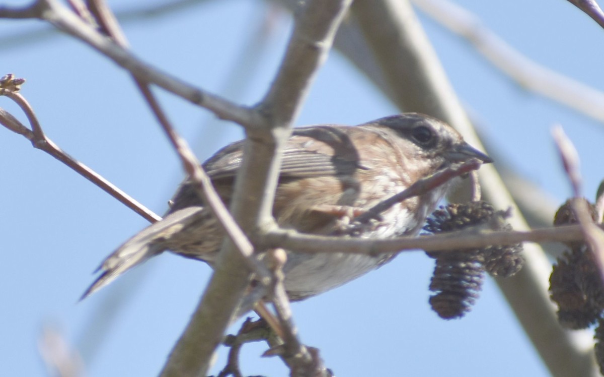 Song Sparrow - ML620481969