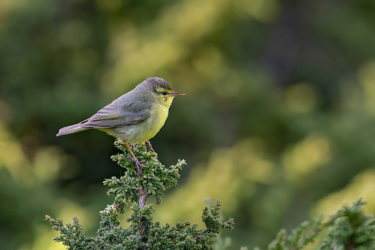 Tickell's Leaf Warbler - ML620481970