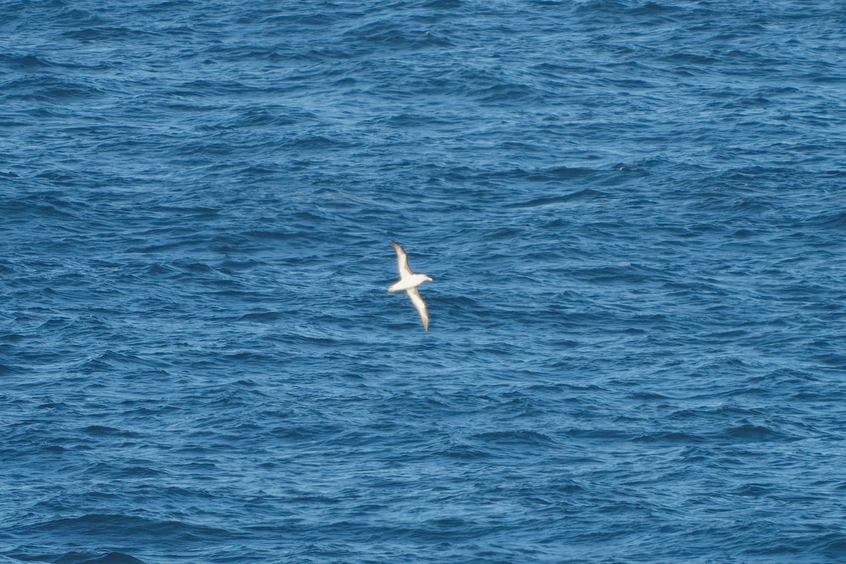 albatros černobrvý - ML620481972