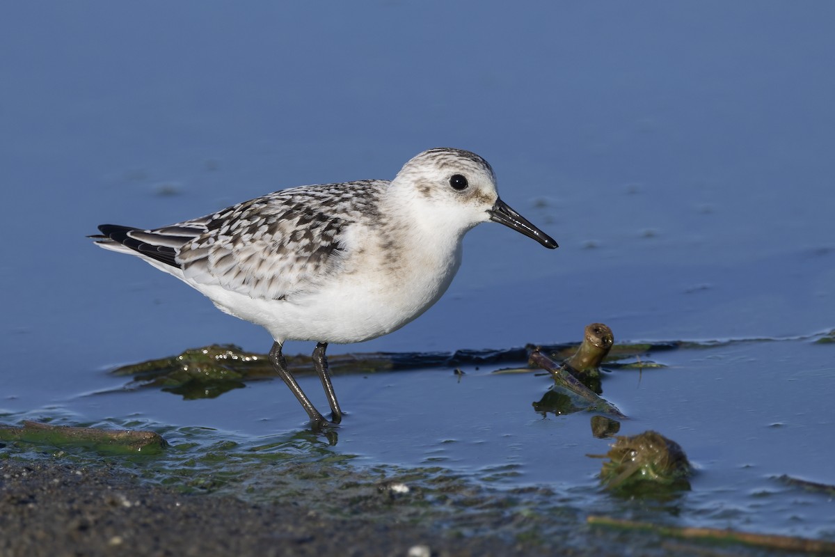 Sanderling - ML620481984