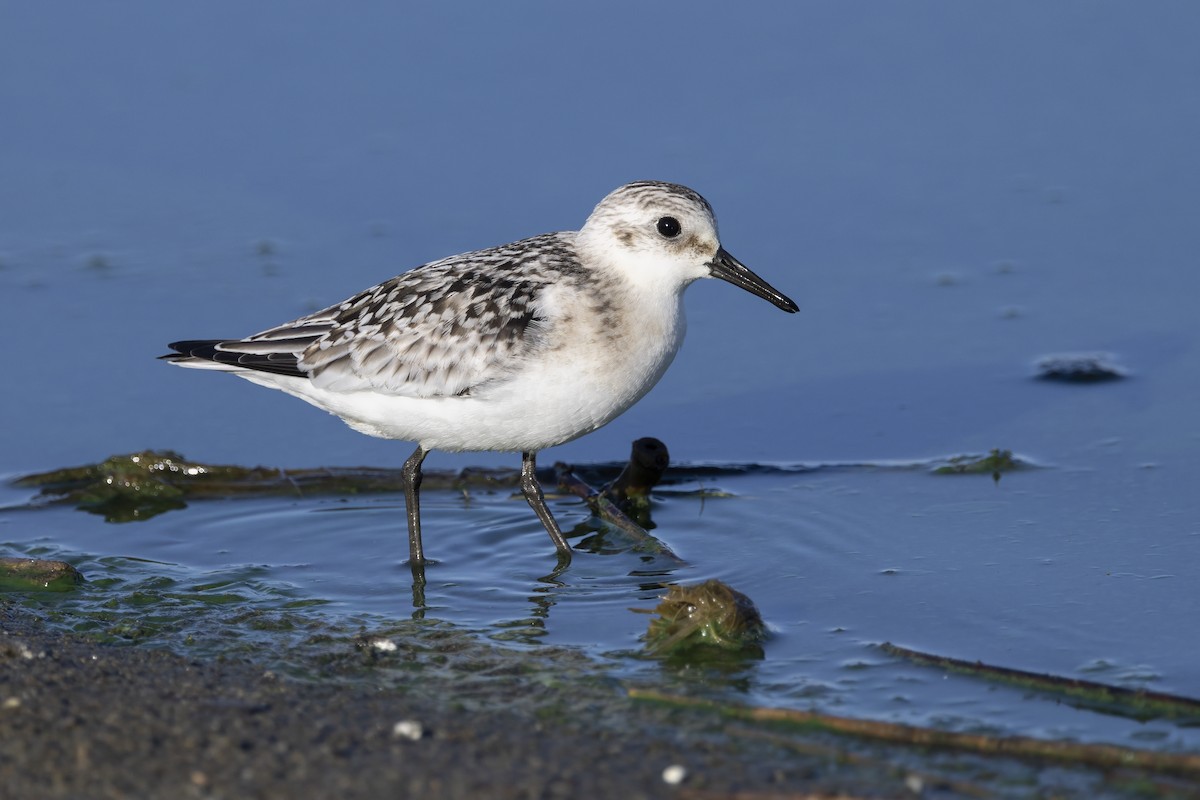 Bécasseau sanderling - ML620481985