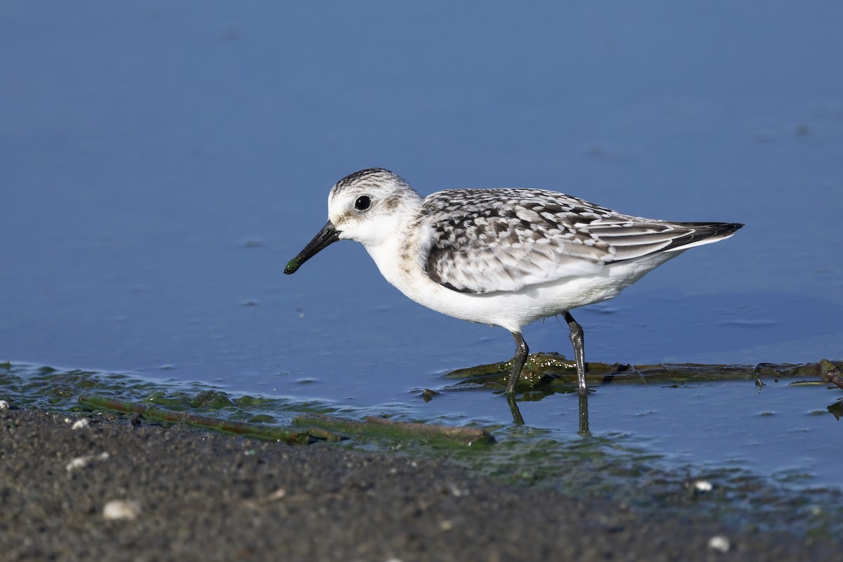 Bécasseau sanderling - ML620481986