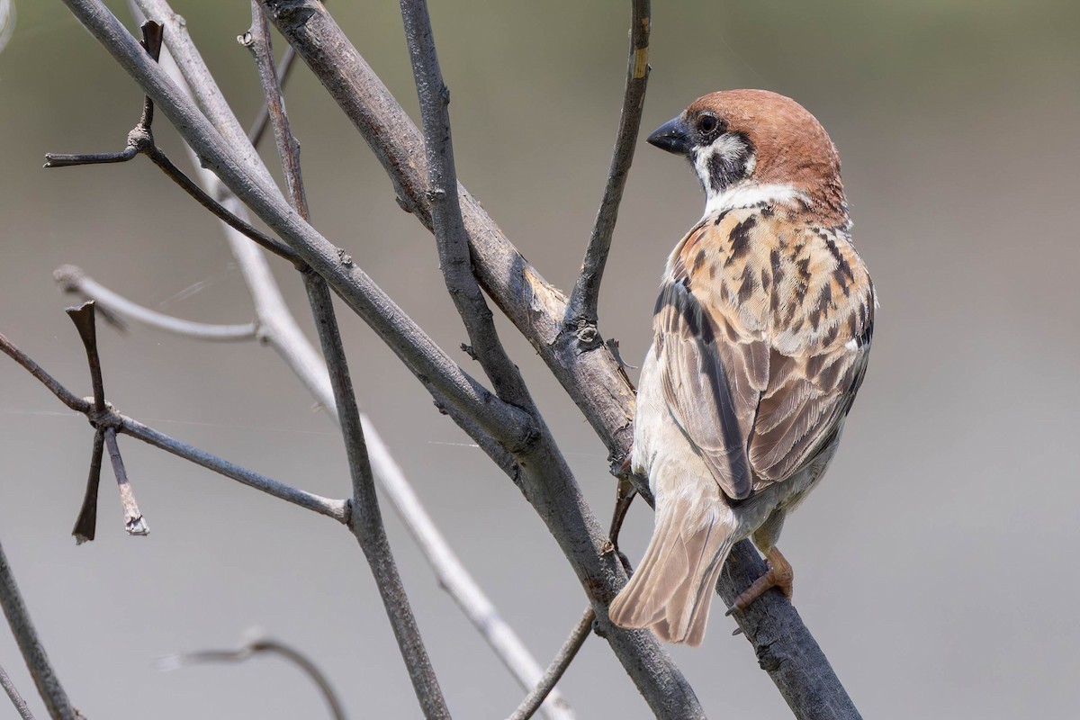Eurasian Tree Sparrow - ML620481990