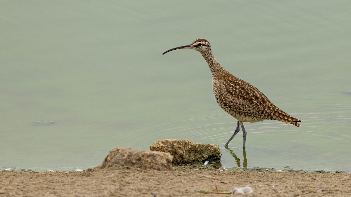 Whimbrel - ML620481992