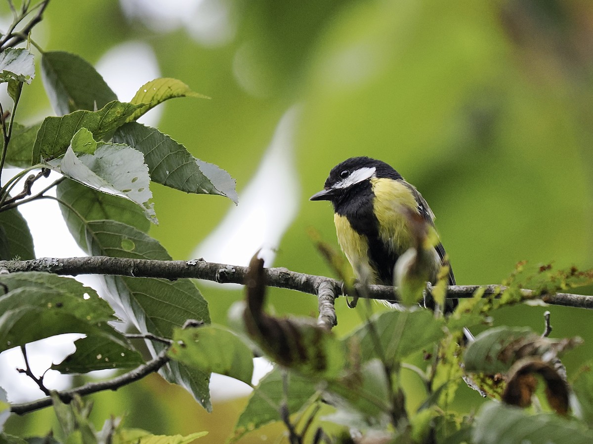 Green-backed Tit - Tom Chen