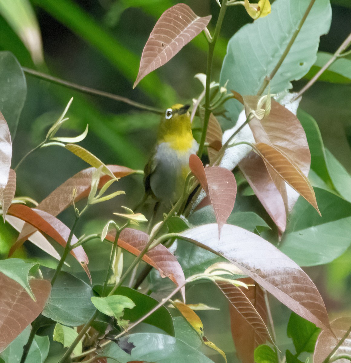 Everett's White-eye - ML620481994