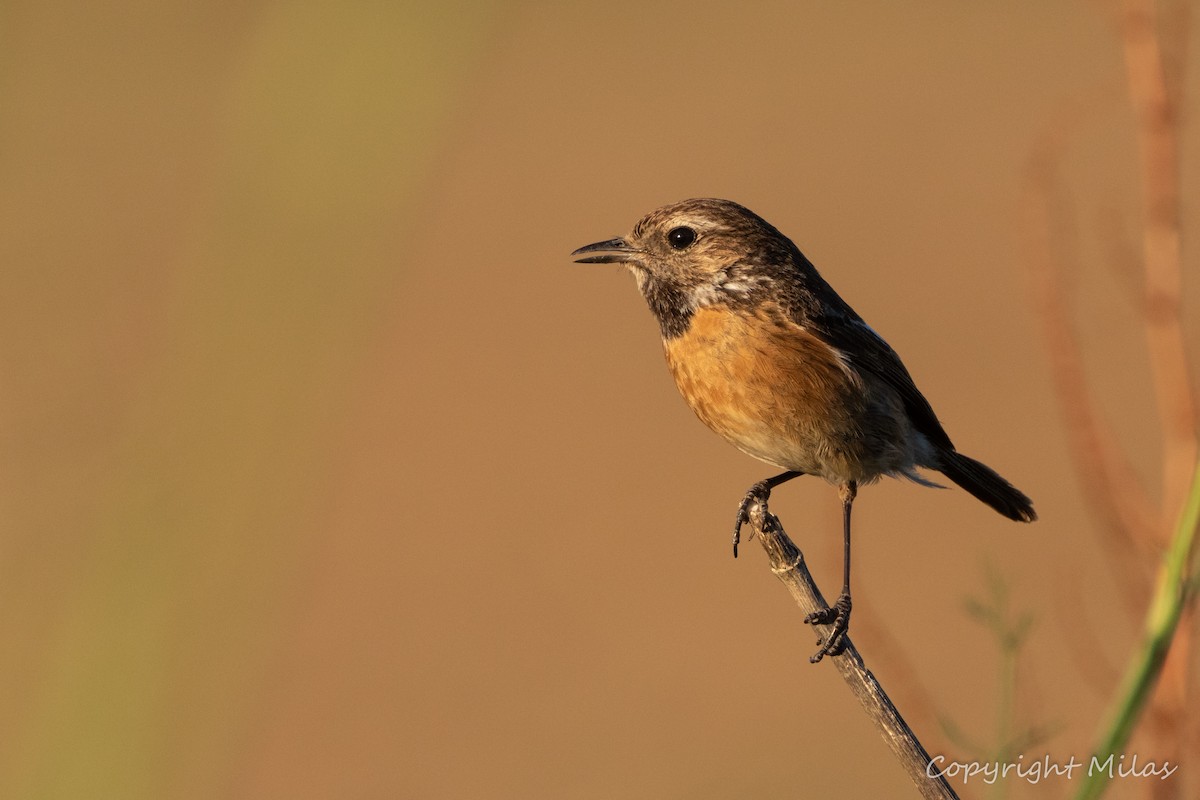 European Stonechat - ML620481995