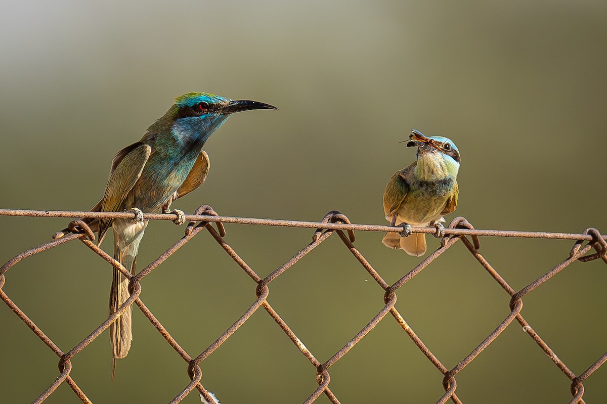 Arabian Green Bee-eater - Uriel Levy