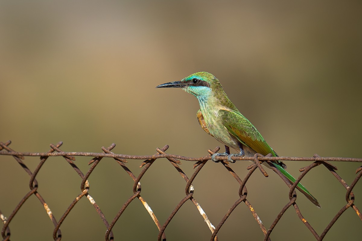 Arabian Green Bee-eater - ML620481999