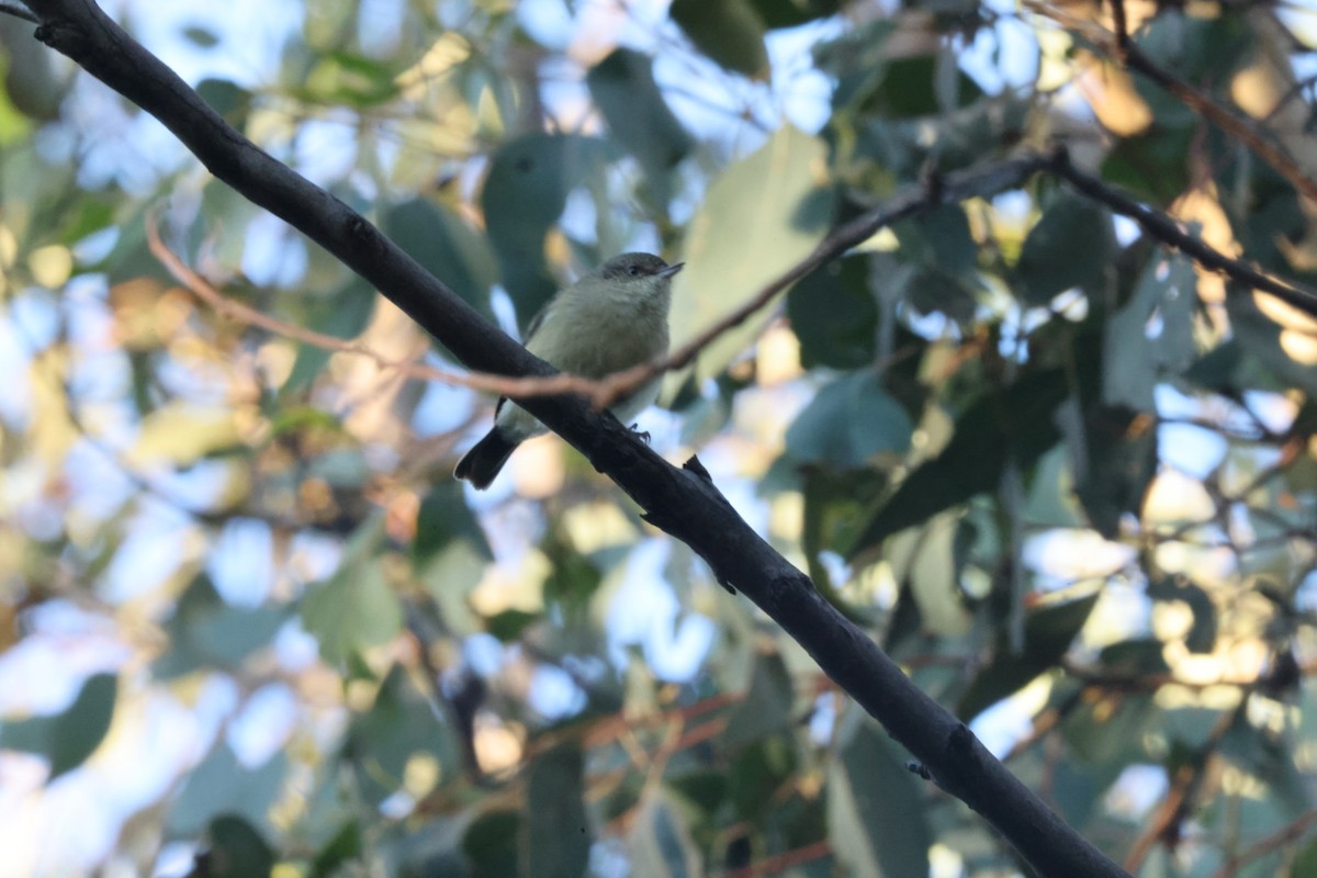 Buff-rumped Thornbill - ML620482004