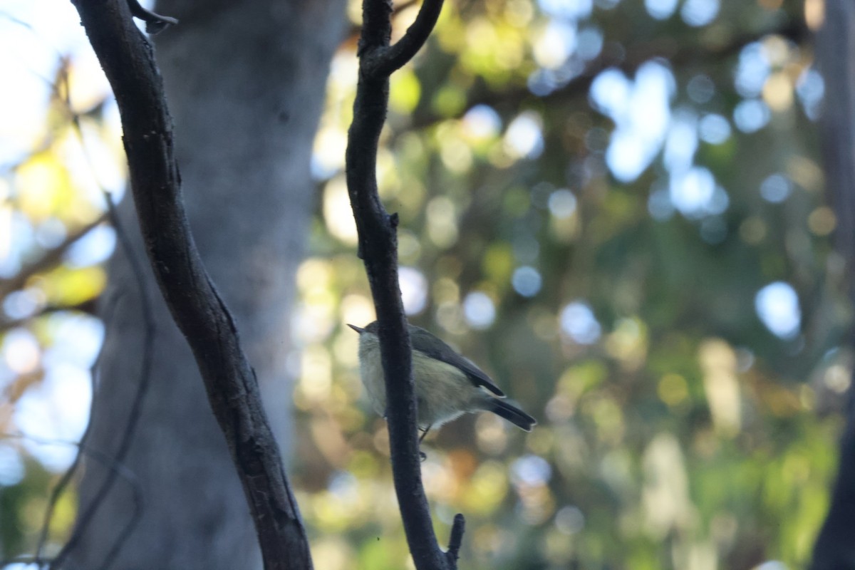 Buff-rumped Thornbill - ML620482006