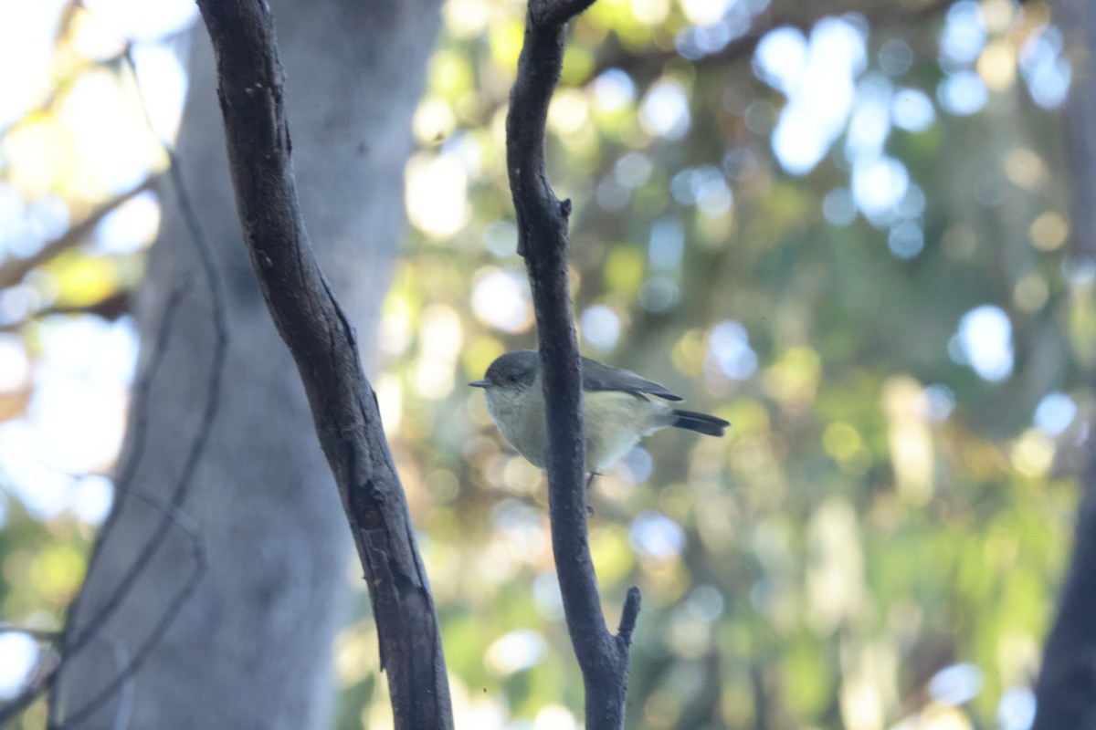 Buff-rumped Thornbill - ML620482009