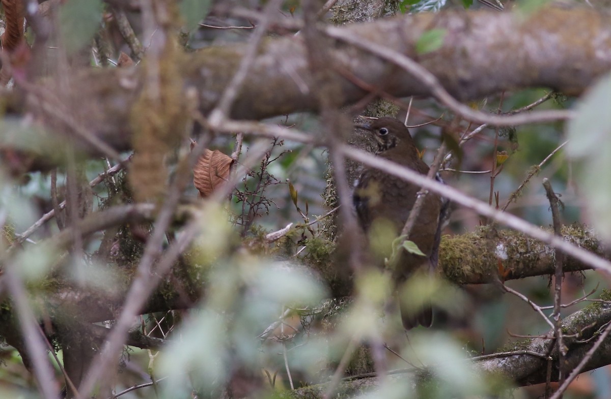 Himalayan Thrush - ML62048201