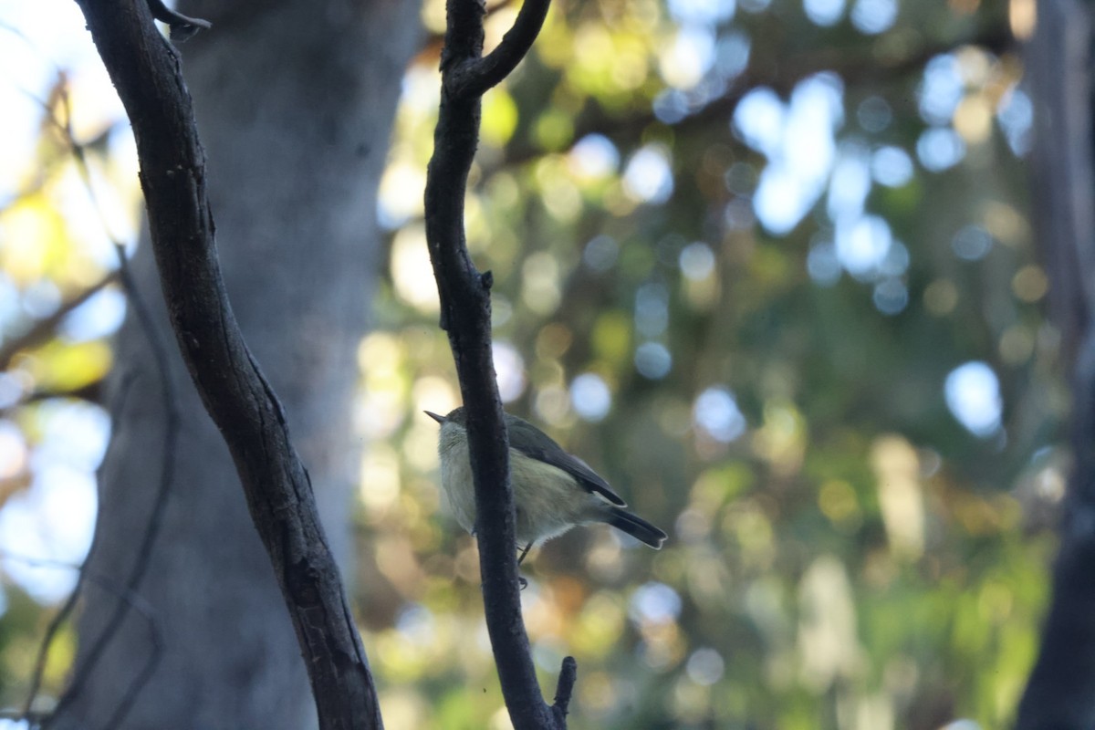 Buff-rumped Thornbill - ML620482010