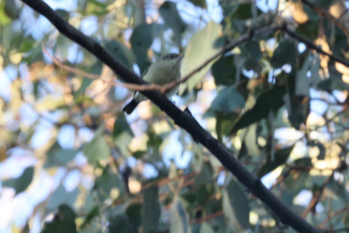 Buff-rumped Thornbill - ML620482012