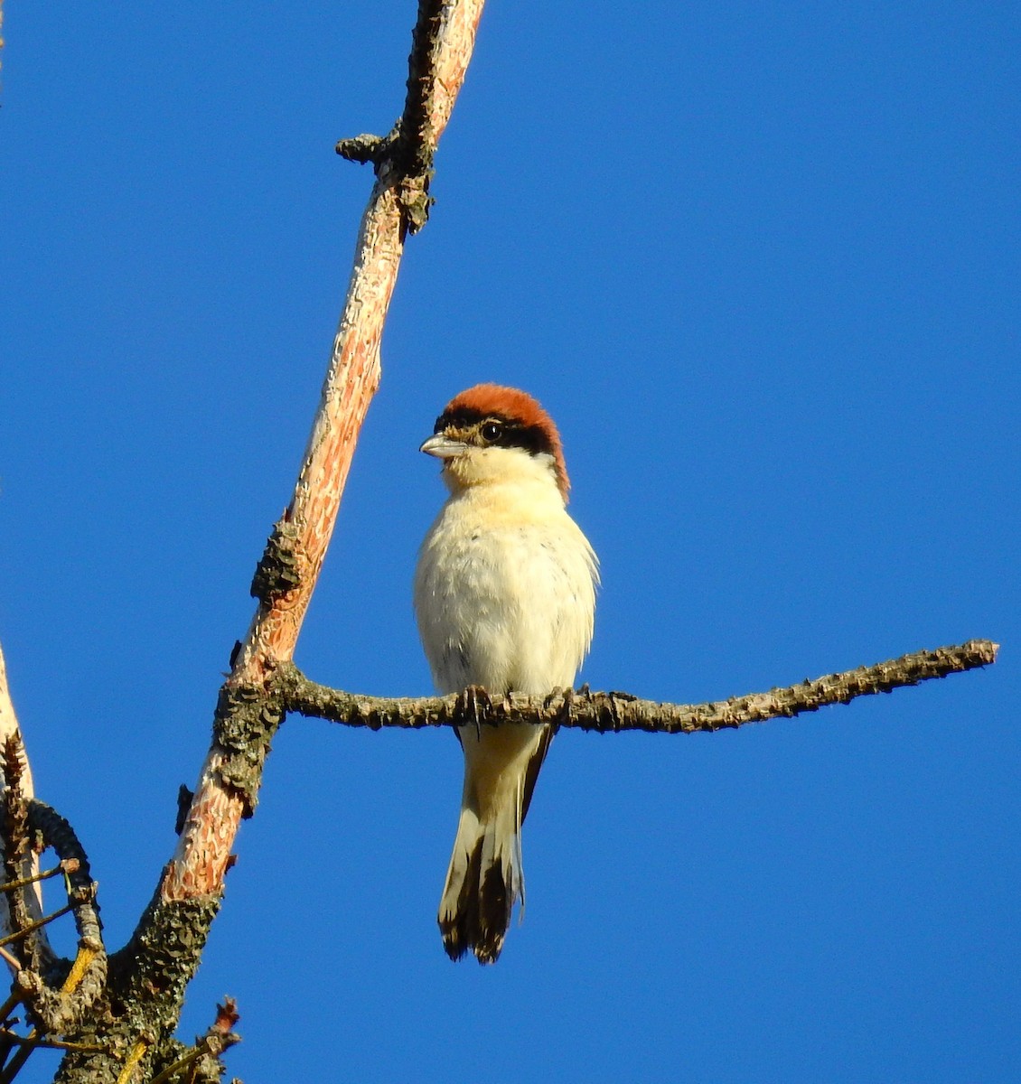 Woodchat Shrike - ML620482014