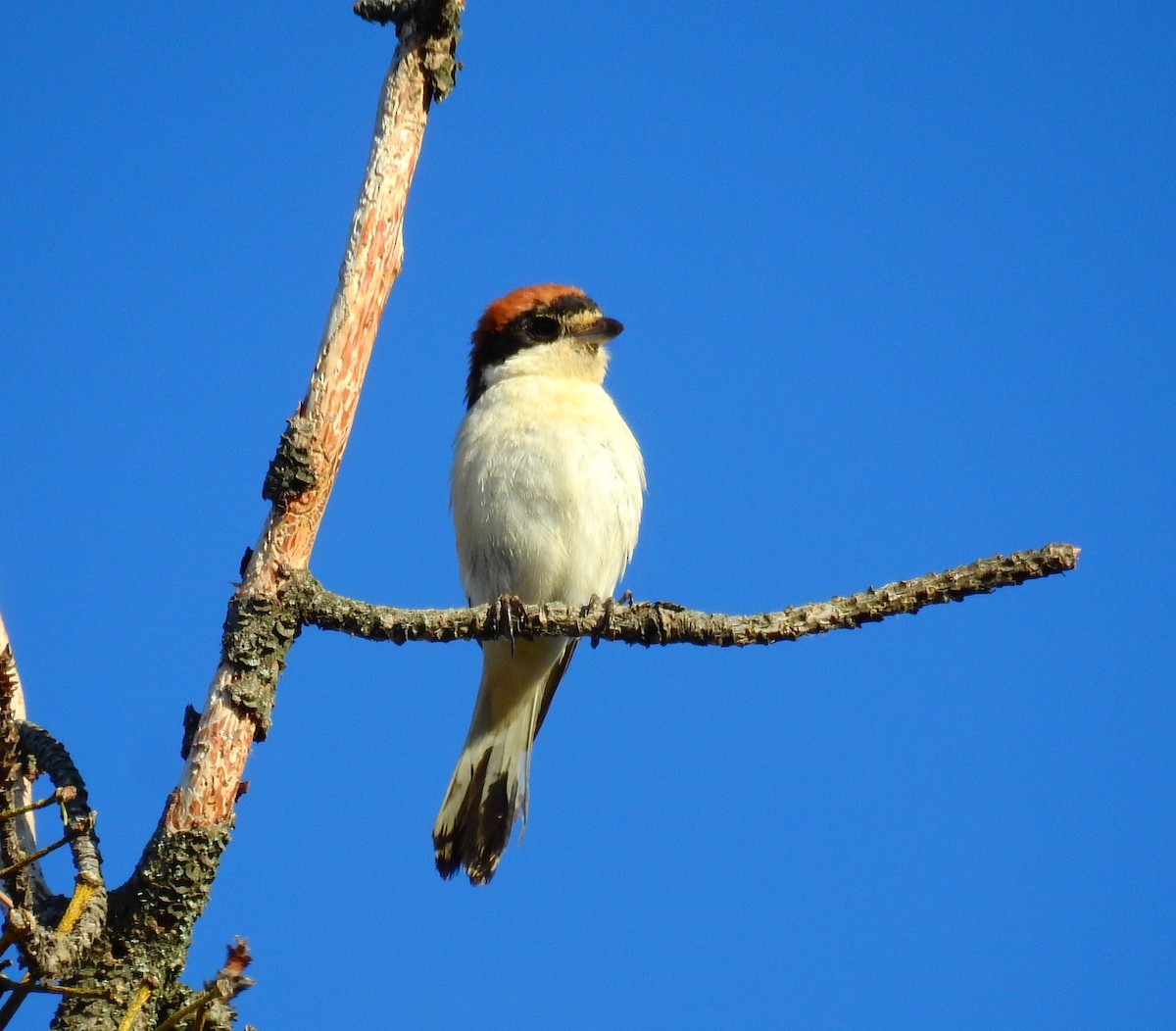 Woodchat Shrike - ML620482015