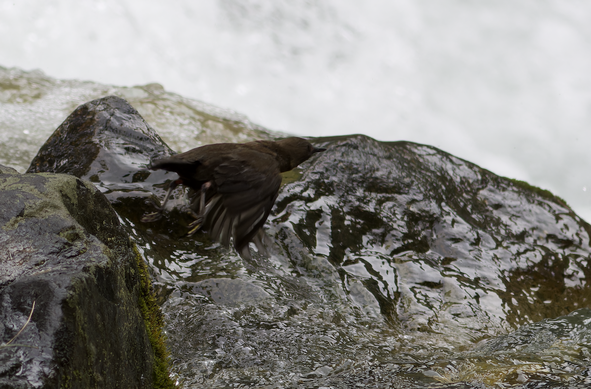 Brown Dipper - ML620482016