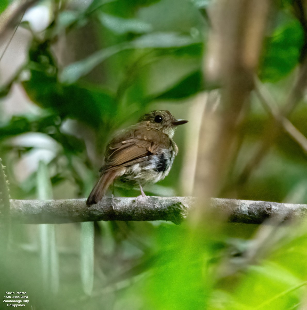 Chestnut-tailed Jungle Flycatcher - ML620482019