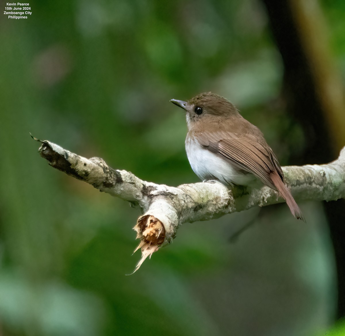 Chestnut-tailed Jungle Flycatcher - ML620482022